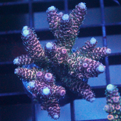 JC Margarita Mini Colony