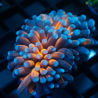 SBB Tiger King Torch