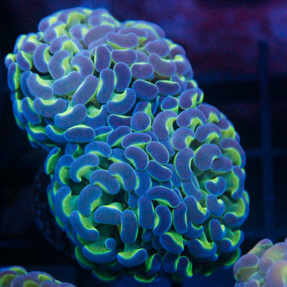 JC Hologram Hammer V2