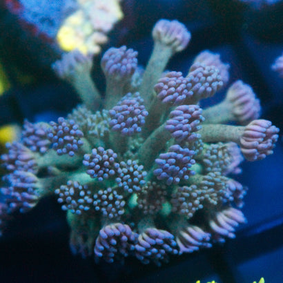 JC Blueberry Fields Goni