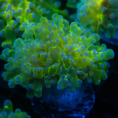 JC Hulk Octospawn