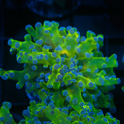 JC Hulk Octospawn