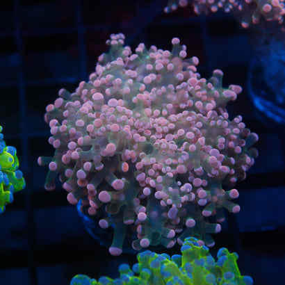 JC Pink Tip Octospawn