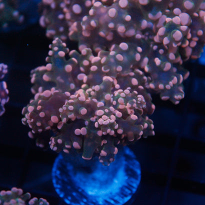 JC Pink Tip Octospawn