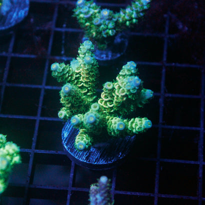 JC Lemon Leef Mini Colony