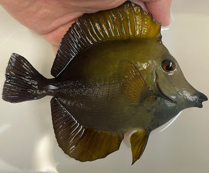 Blue Face Koi Tang WYSIWYG