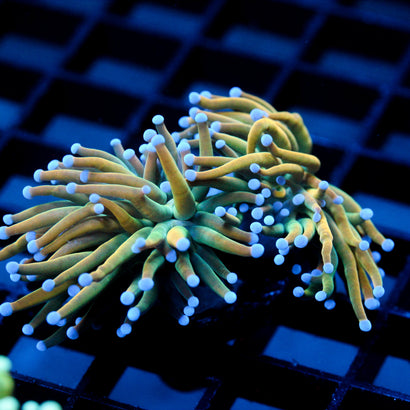 JC Holy Cannoli 2 Heads