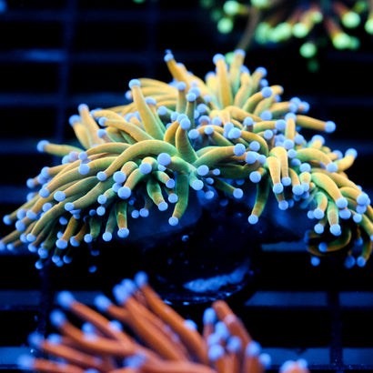 JC XTreme Mini Colony