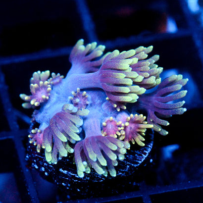 JC Forbidden Gummy Worm Goni