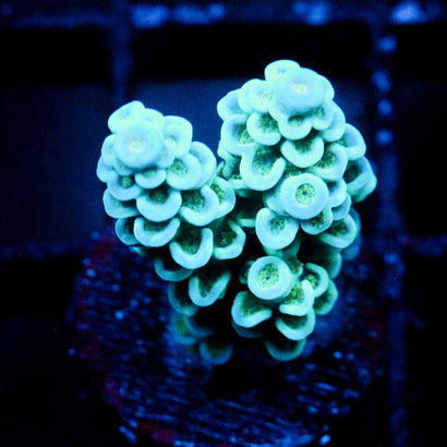 JC Caribbean Rainbow