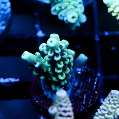 JC Frankensteins Monster