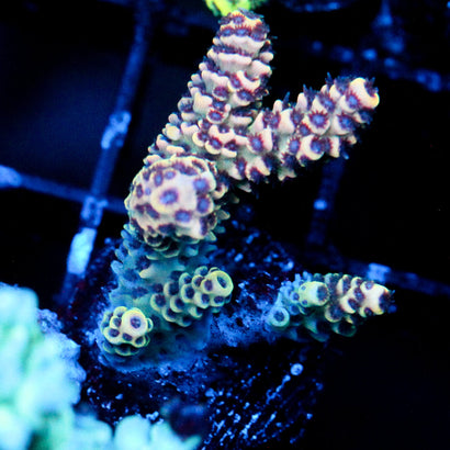 JC Rainbow Pineapple