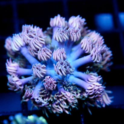 JC Witch Fingers Goni