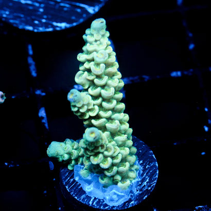 JC Yellow Under Glow