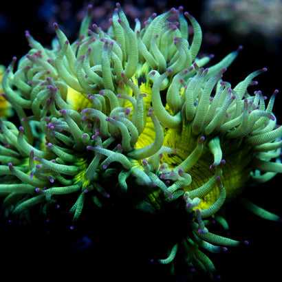 Biota Aquacultured Elegance