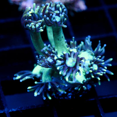 JC Emerald City Goni