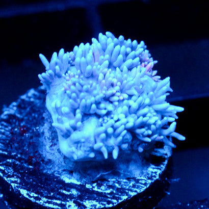 JC Blue Beaches goni