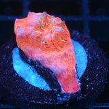 JC Citrus Scream Chalice