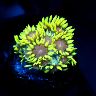 JC Electric Daisy Goni