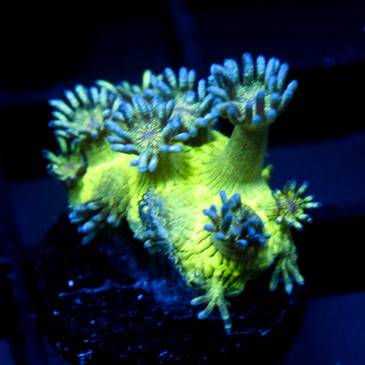 JC Glistering Melon Glitter Goni