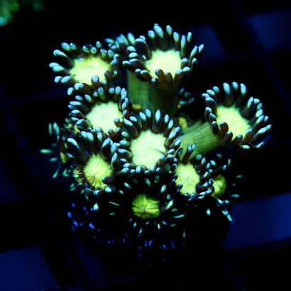 JC Cobalt Greed Goni