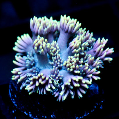 JC Summer Lights Goni