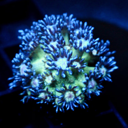 JC Glitter Bomb Goni