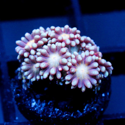 JC Ghastly Flowers Goni