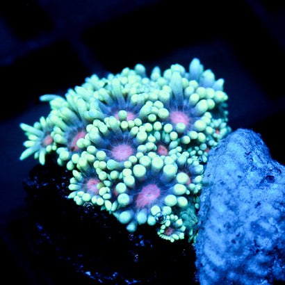 JC Phantasmic Flowers Goni