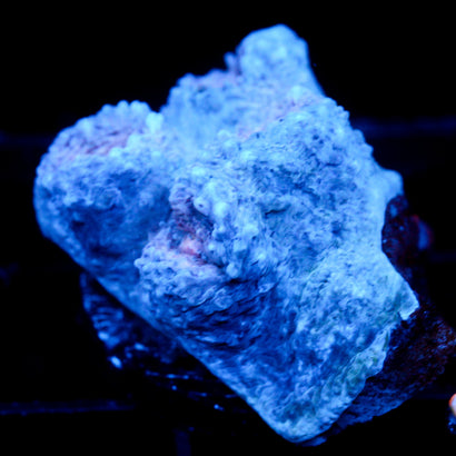 JC Lumpy Space Princess Chalice