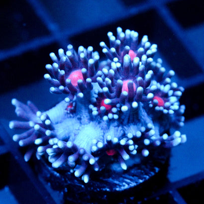 JC Vampiric Hypnosis