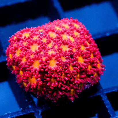 JC Yellow Rose Bernardopora