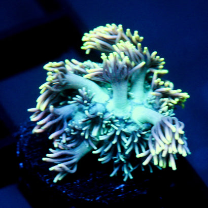 JC Yellow Twang Goni