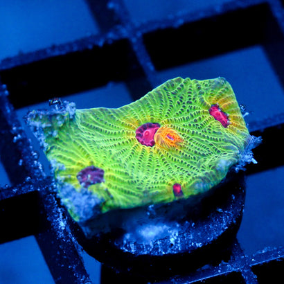 JC Rainbow Skittles Favia