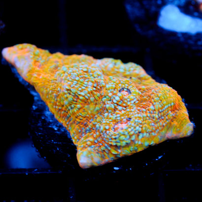 JC Pythons Breath Chalice