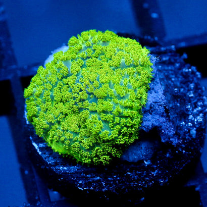 JC Neon Green Rhodactis