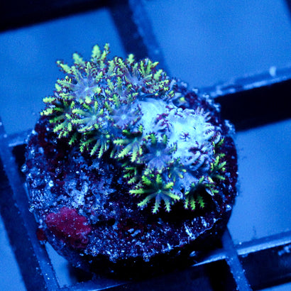 JC Sympodium Coral