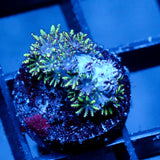 JC Sympodium Coral