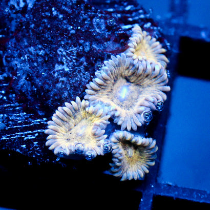 JC Blue Seam Zoanthid