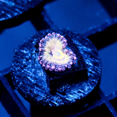 JC Strawberry Milkshake Zoanthid