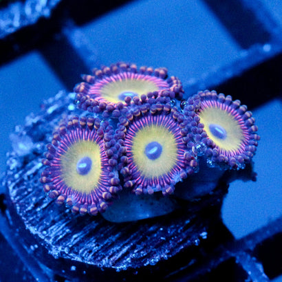 JC Candy Man Zoanthid