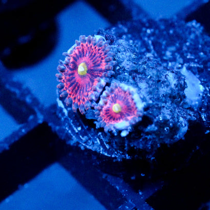 JC Yellow Rose Zoanthid