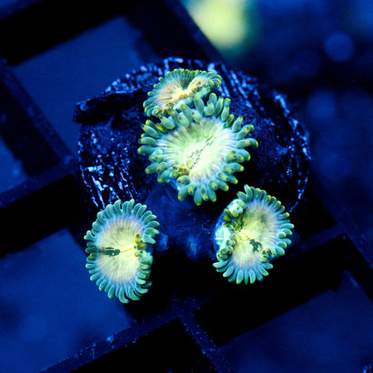 JC Hawaiian Ding Dang Zoanthid