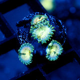 JC Hawaiian Ding Dang Zoanthid