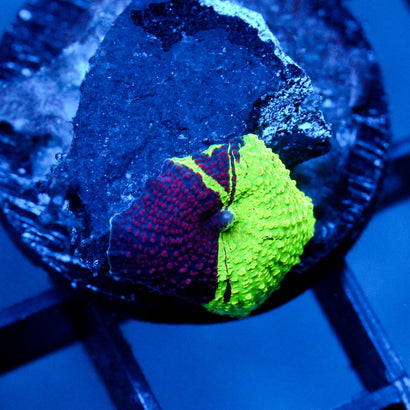 JC Eclectus Mushroom