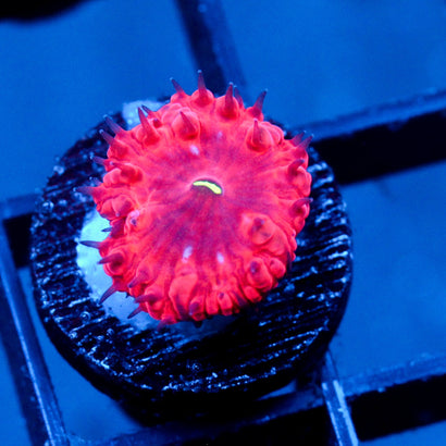 JC Hemoglobin Blasto