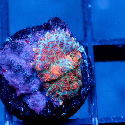 JC Head Rush Rhodactis