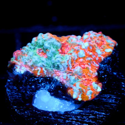 JC Frozen Hatred Chalice