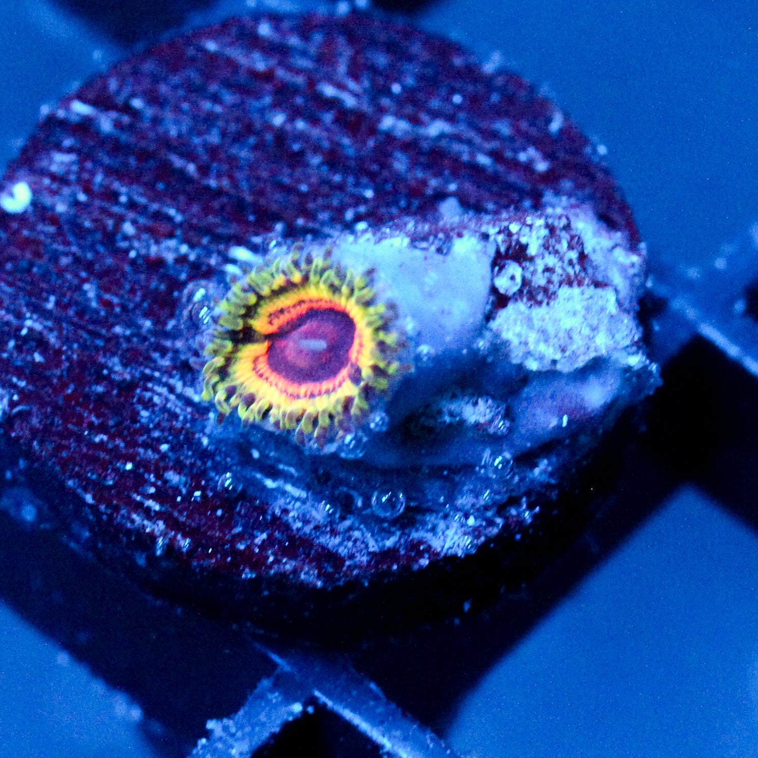 JC Little Shop Of Horrors Zoanthid