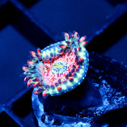 JC White Zombie Zoanthid